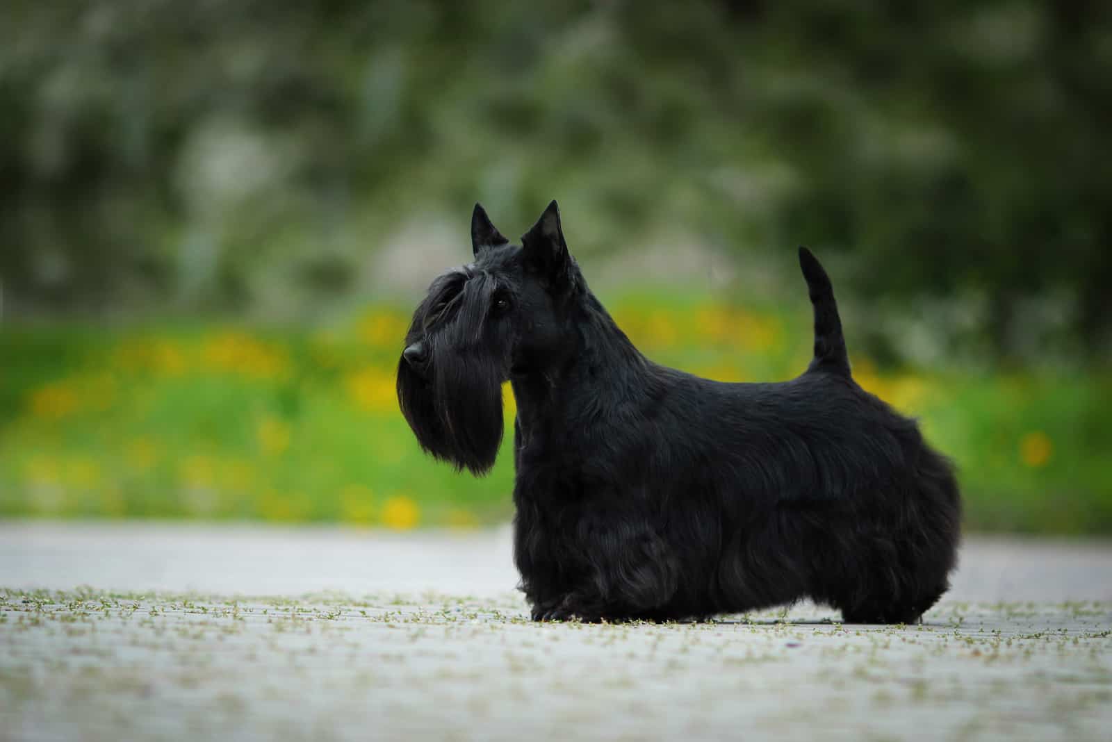 Scottish Terrier standing outside