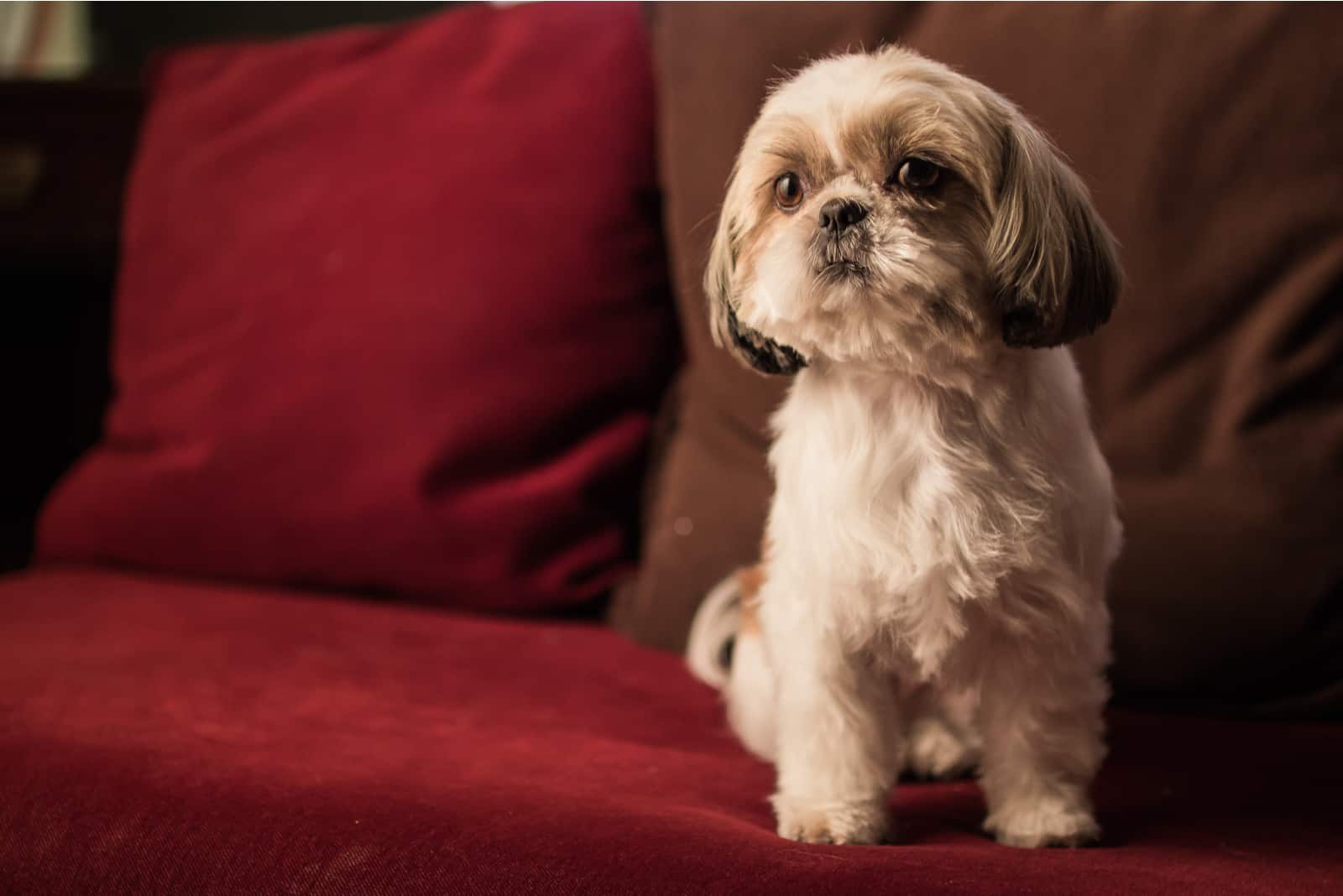 Shi Tzus is sitting on the couch with short hair