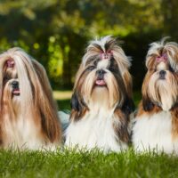 three cute shih tzus