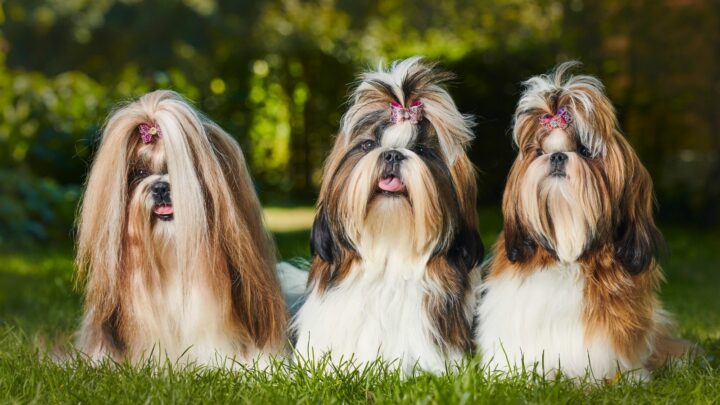 Shih Tzu Haircuts: 24 Hairstyle Ideas For Your Pet Shih Tzu Haircuts: 24 Hairstyle Ideas For Your Pet
