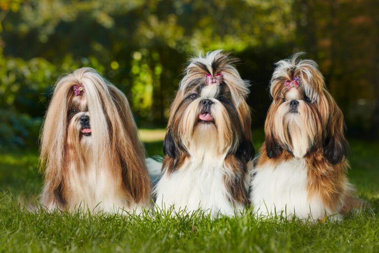 three cute shih tzus