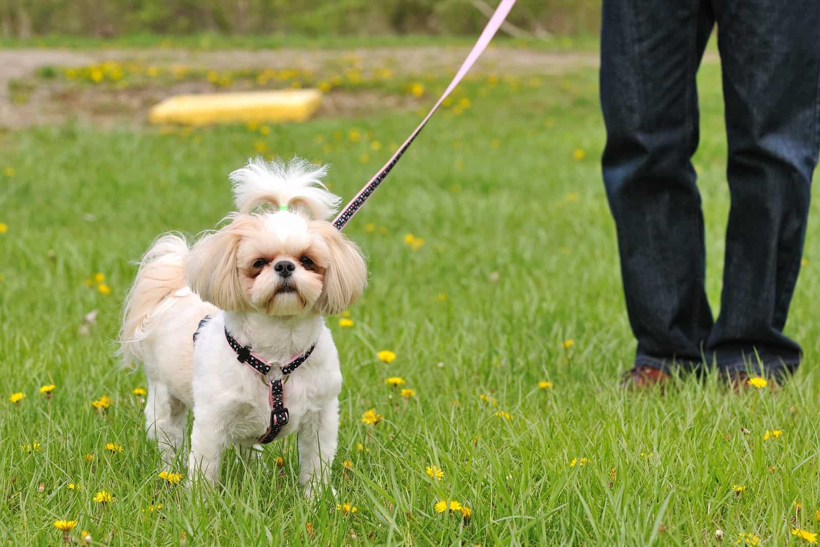 Shih Tzu hurts on a leash on the grass