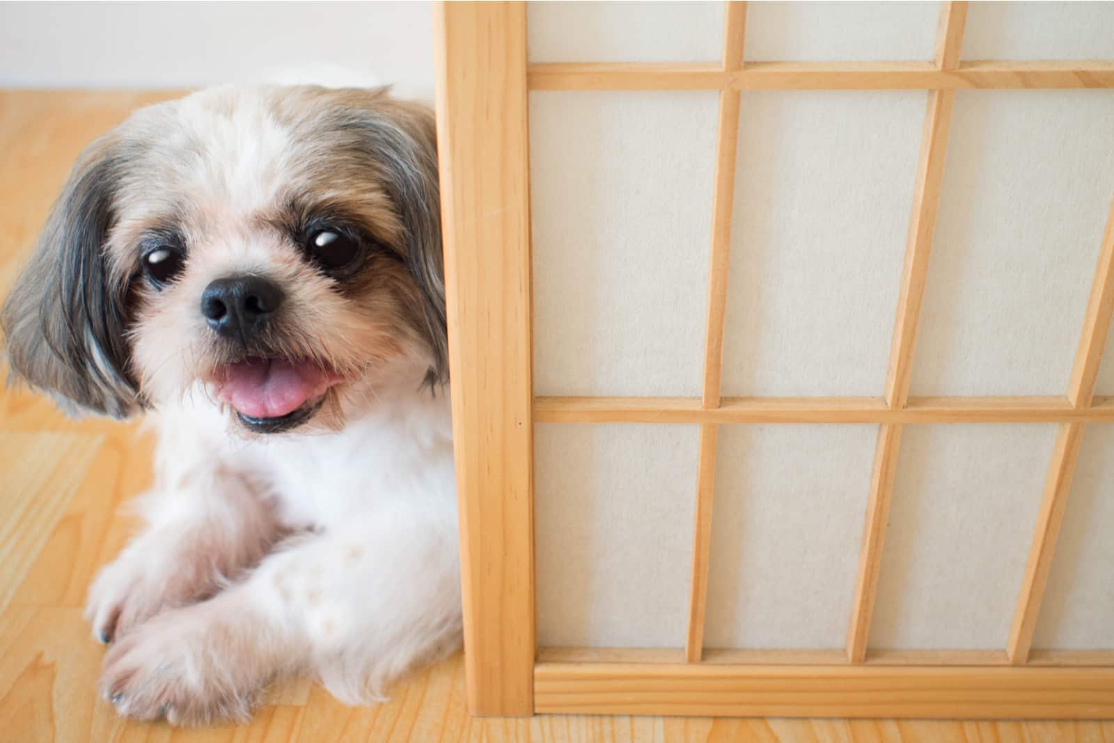 Shih Tzu is lying on the floor