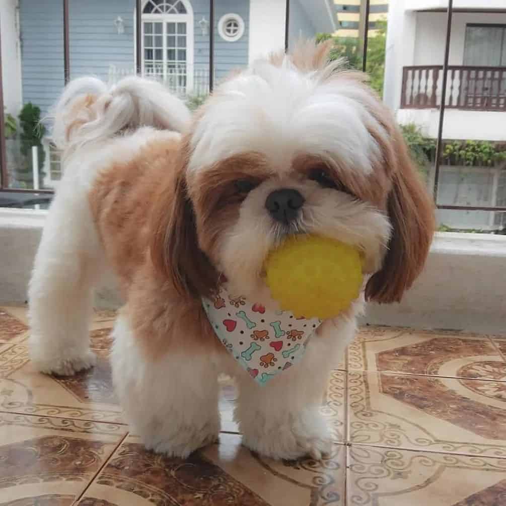 Shih Tzu stands and holds the ball in his mouth