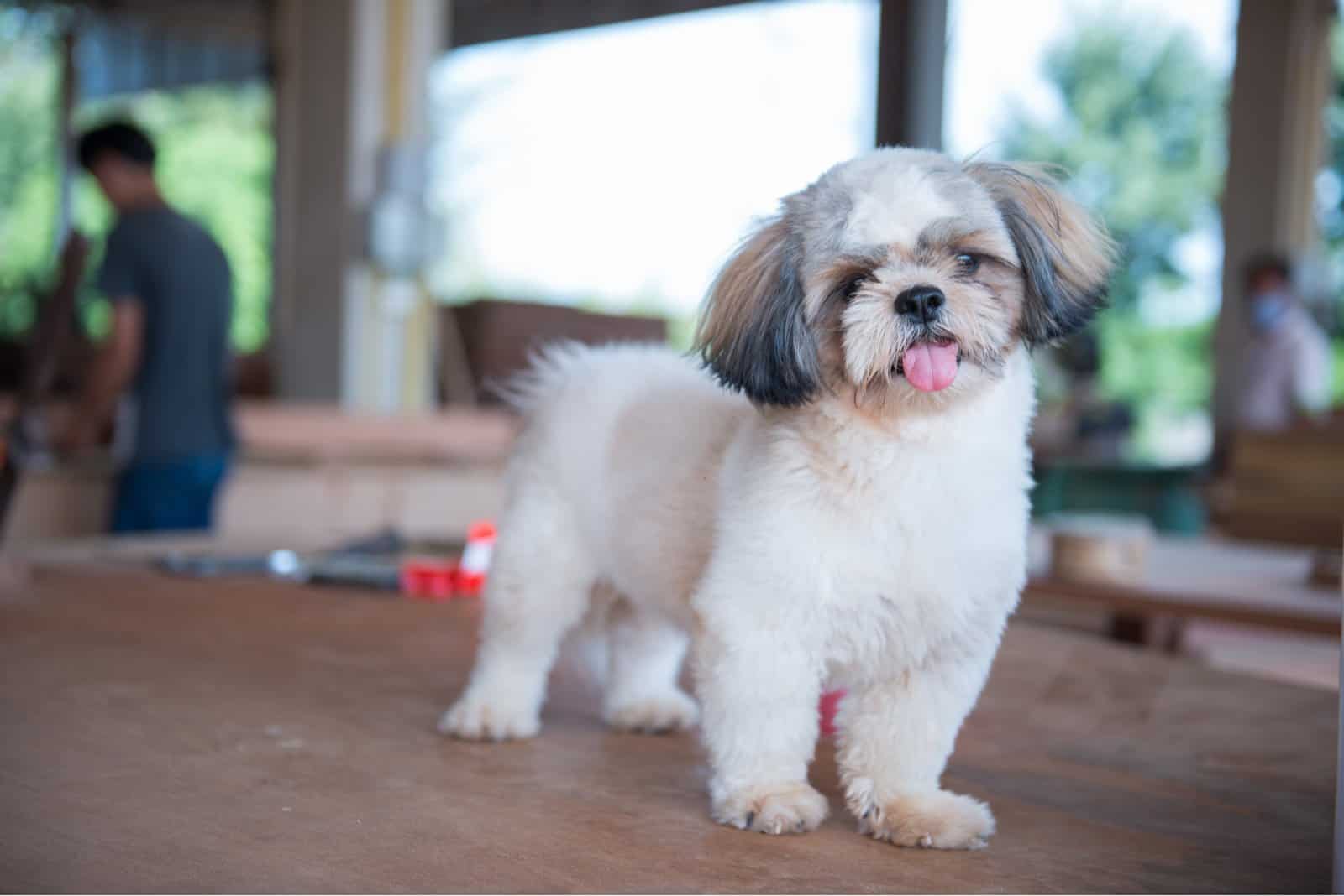 Shih Tzu stands on a wooden surface and looks at the camera