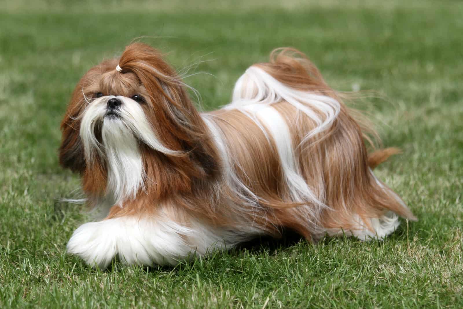 Shih Tzu with a long hair runs across the field