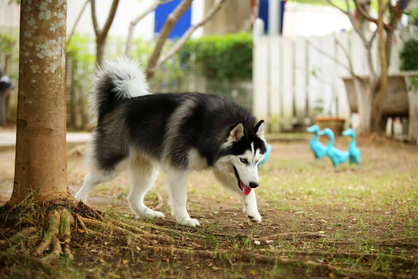 Siberian Husky wooly coat in the park