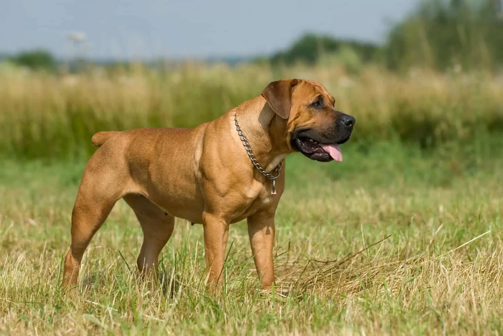 Standing boerboel dog in a summer meadow