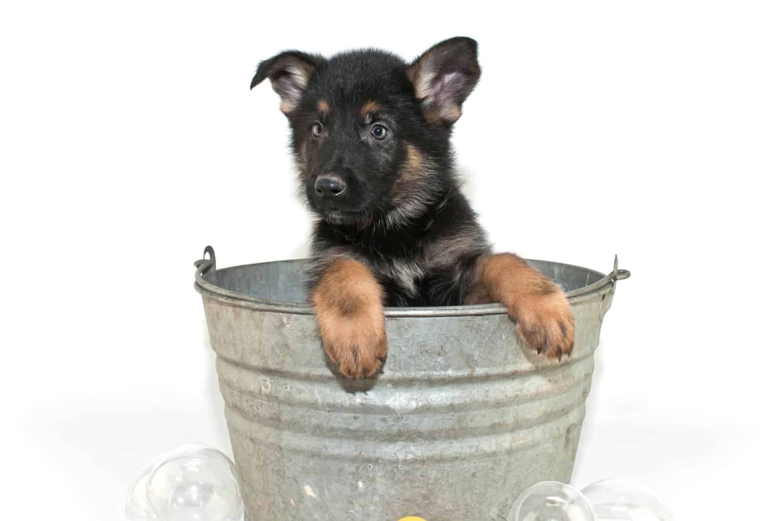 Sweet little puppy in a bath tub with bubbles