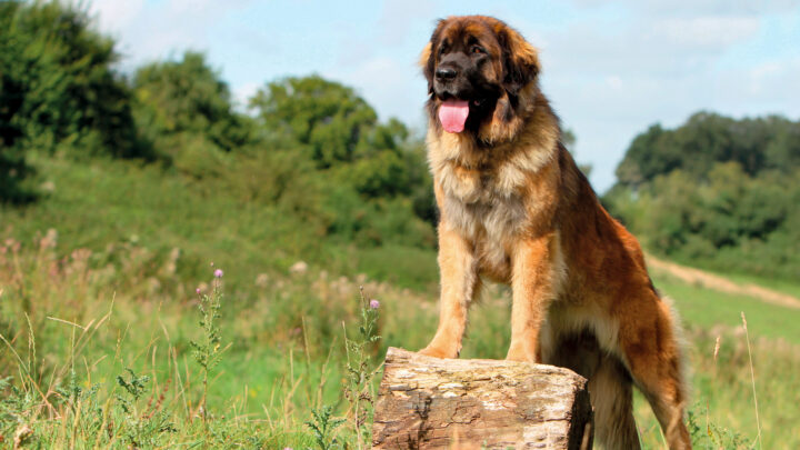 Tallest Dog Breeds: 15 Largest Dogs On The Planet