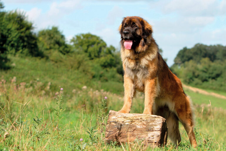 Leonberg dog standing on the wood with front legs