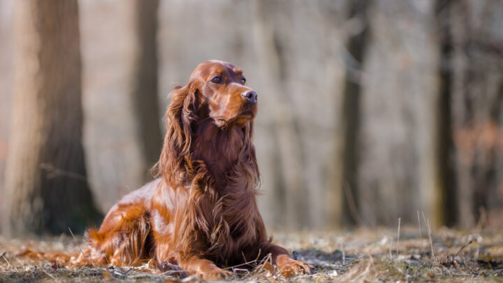 The 10 Best Irish Setter Breeders In The U.S.