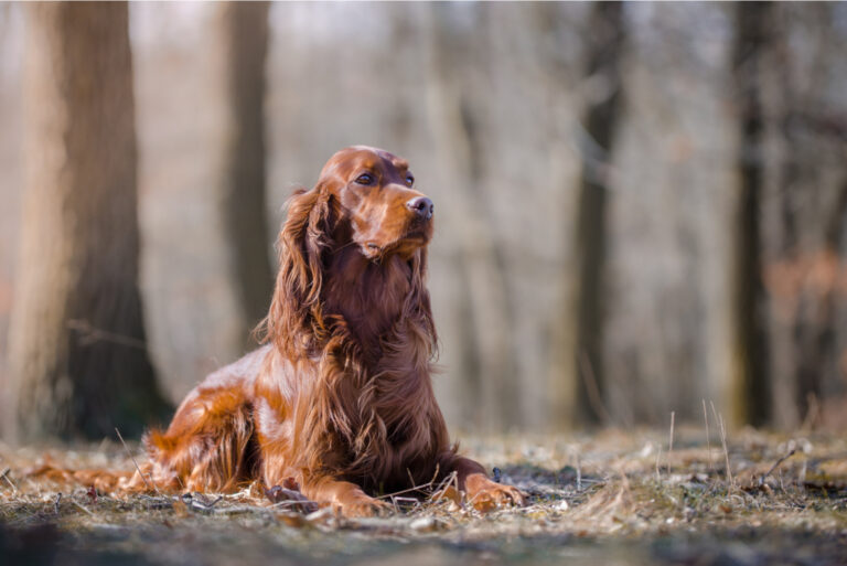 Irish Setter sitting outside
