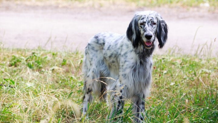The 3 Best English Setter Breeders In The U.S. (2022)