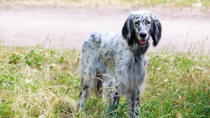 The 3 Best English Setter Breeders In The U.S.