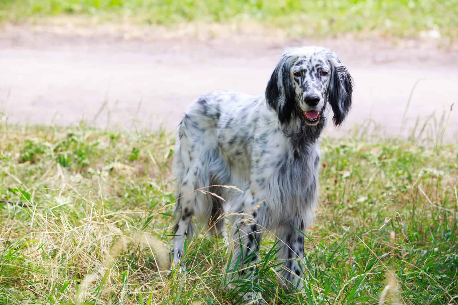 English Setter standing in gass