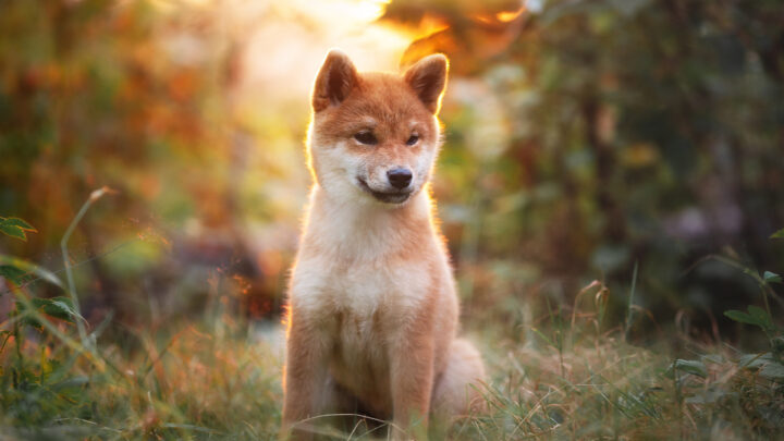 The 4 Best Shiba Inu Breeders In The Entire U.S.