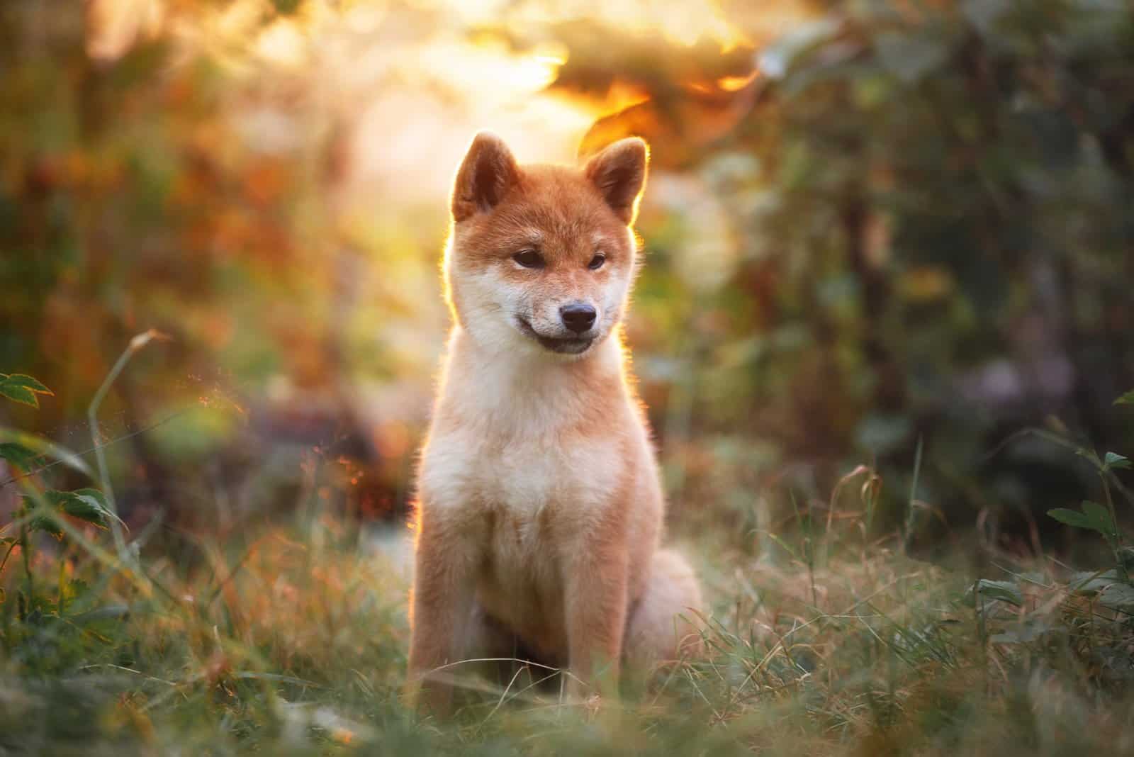 beautiful shiba inu puppy sitting in the forest