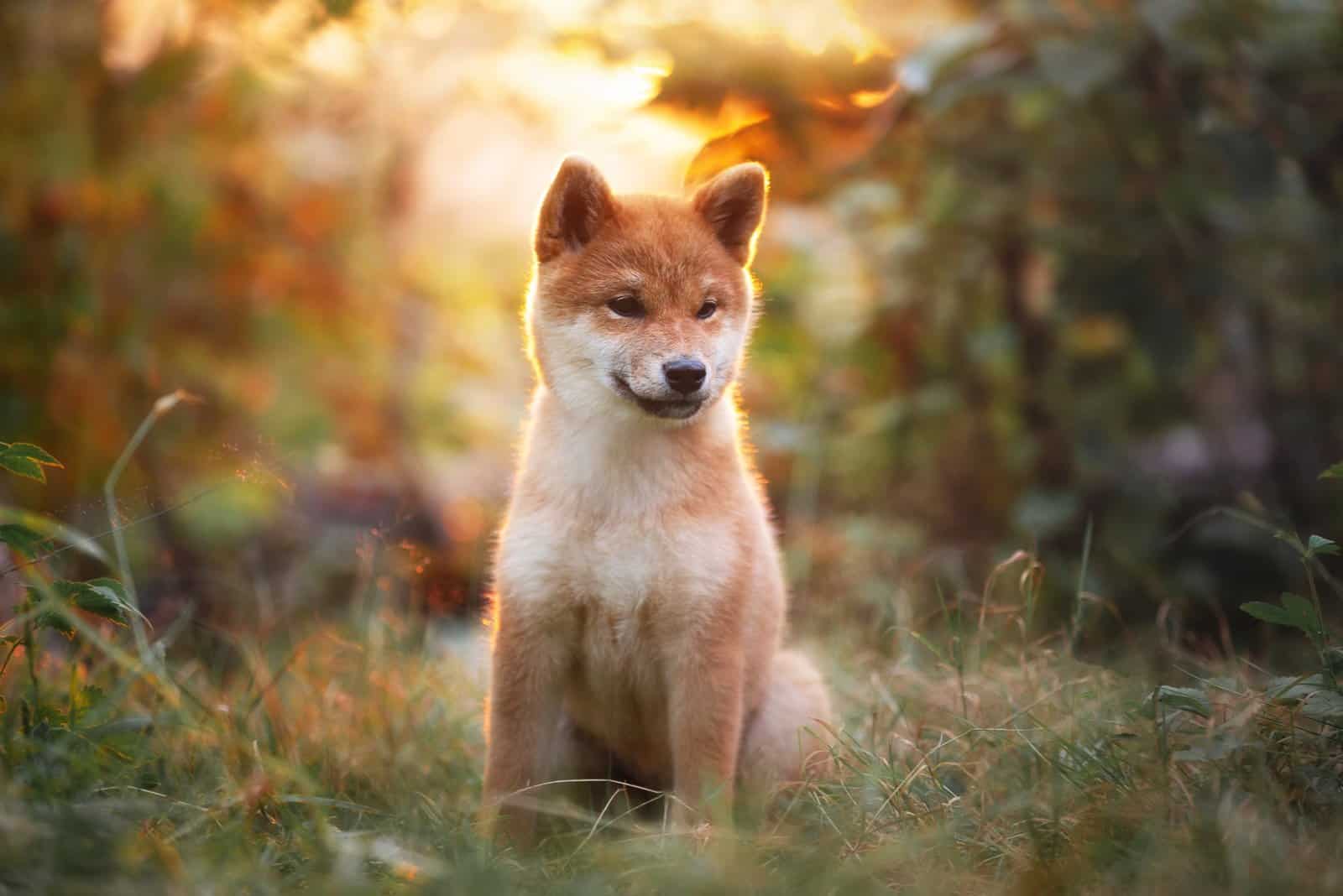 The 4 Best Shiba Inu Breeders In The Entire U.S.