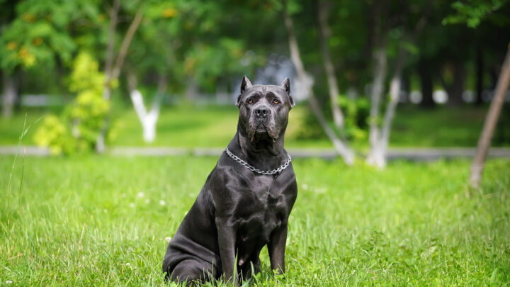 The 4 Most Reliable Cane Corso Breeders In Minnesota Of 2022