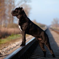 cane corso on a railway