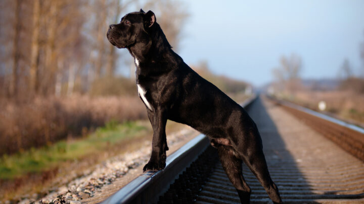 The 5 Most Reliable Cane Corso Breeders In Georgia Of 2022