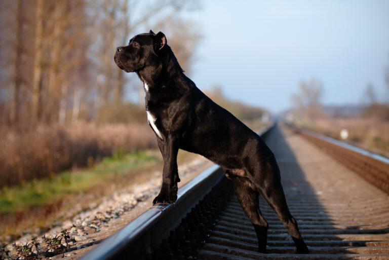 cane corso on a railway