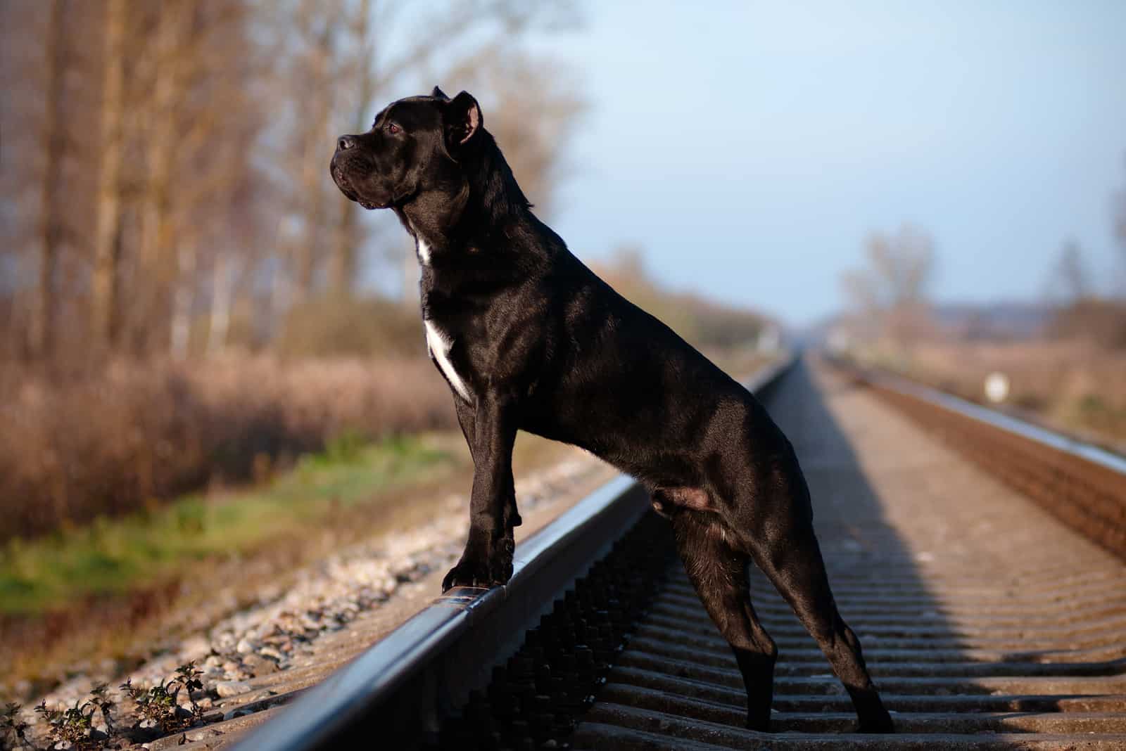 cane corso on a railway