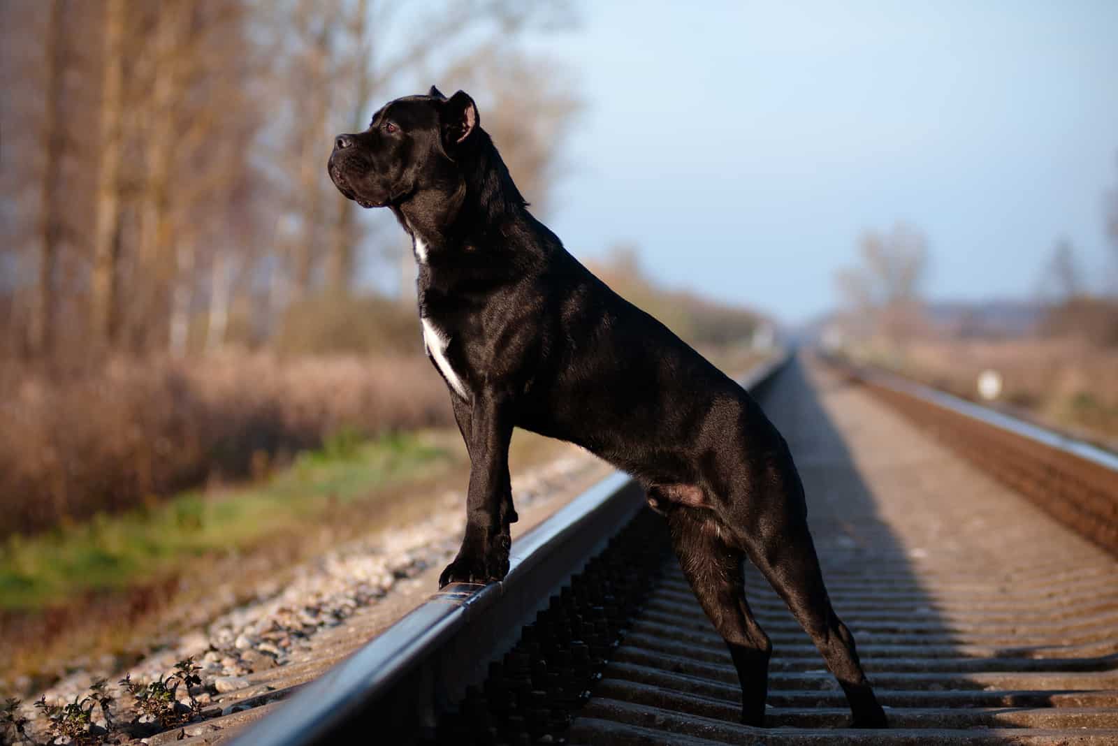 The 5 Most Reliable Cane Corso Breeders In Georgia