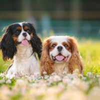 two cavalier king charles spaniel dogs