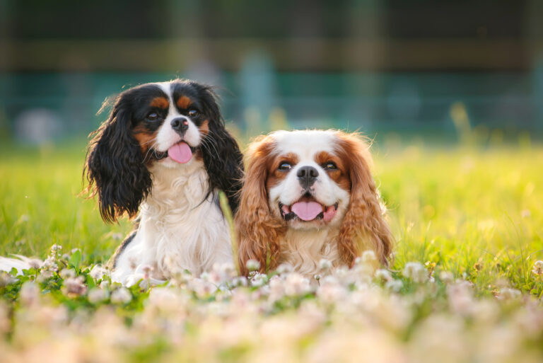 two cavalier king charles spaniel dogs