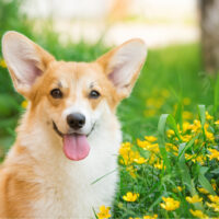 Welsh corgi pembroke portrait with tongue out and yellow flowers