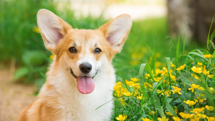 The 6 Best Corgi Rescues In Texas – Where To Adopt A Corgi