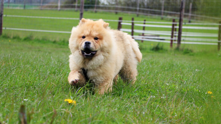 The 8 Best Chow Chow Breeders In The US (2022)