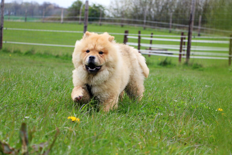 cute chow chow walking on the grass