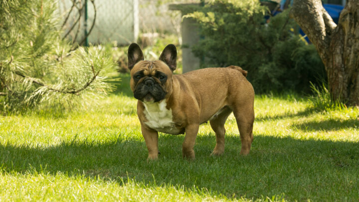 The 8 Best French Bulldog Breeders In Minnesota