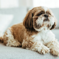 shih tzu