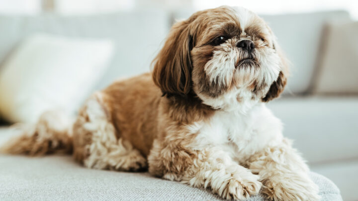 The 8 Best Shih Tzu Breeders In California