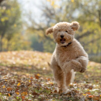 goldendoodle running