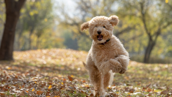 24 Best Doodle Breeds for Every Kind of Owner
