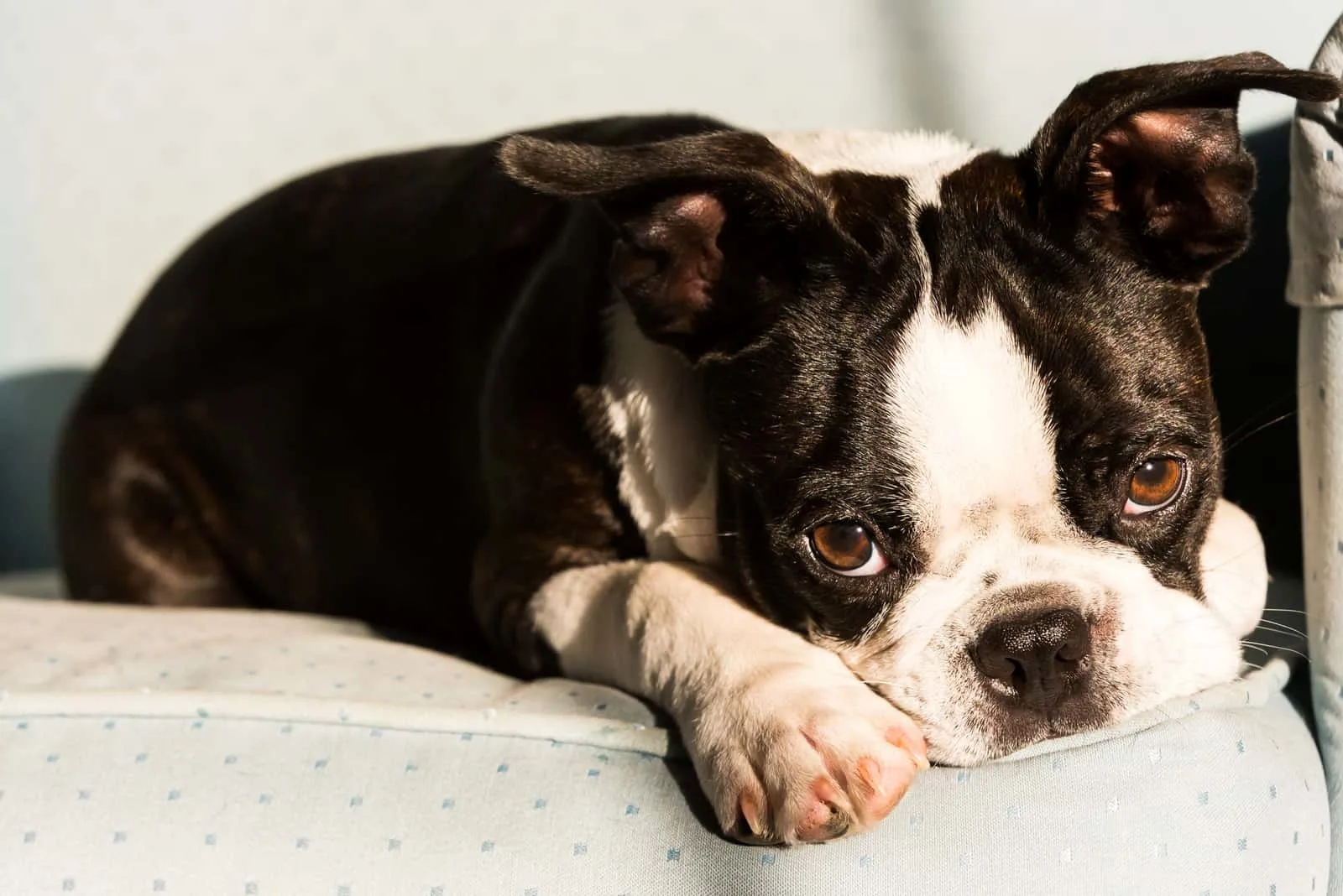 The Boston Terrier puppy lies down and rests
