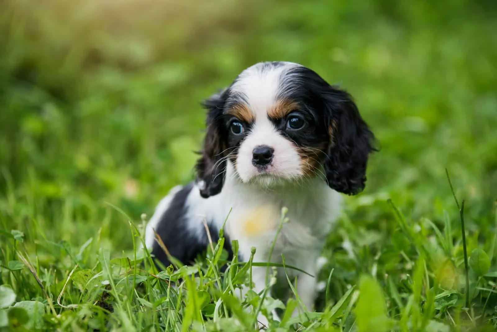 The Cavalier King Charles Spaniel puppies playing in the garden