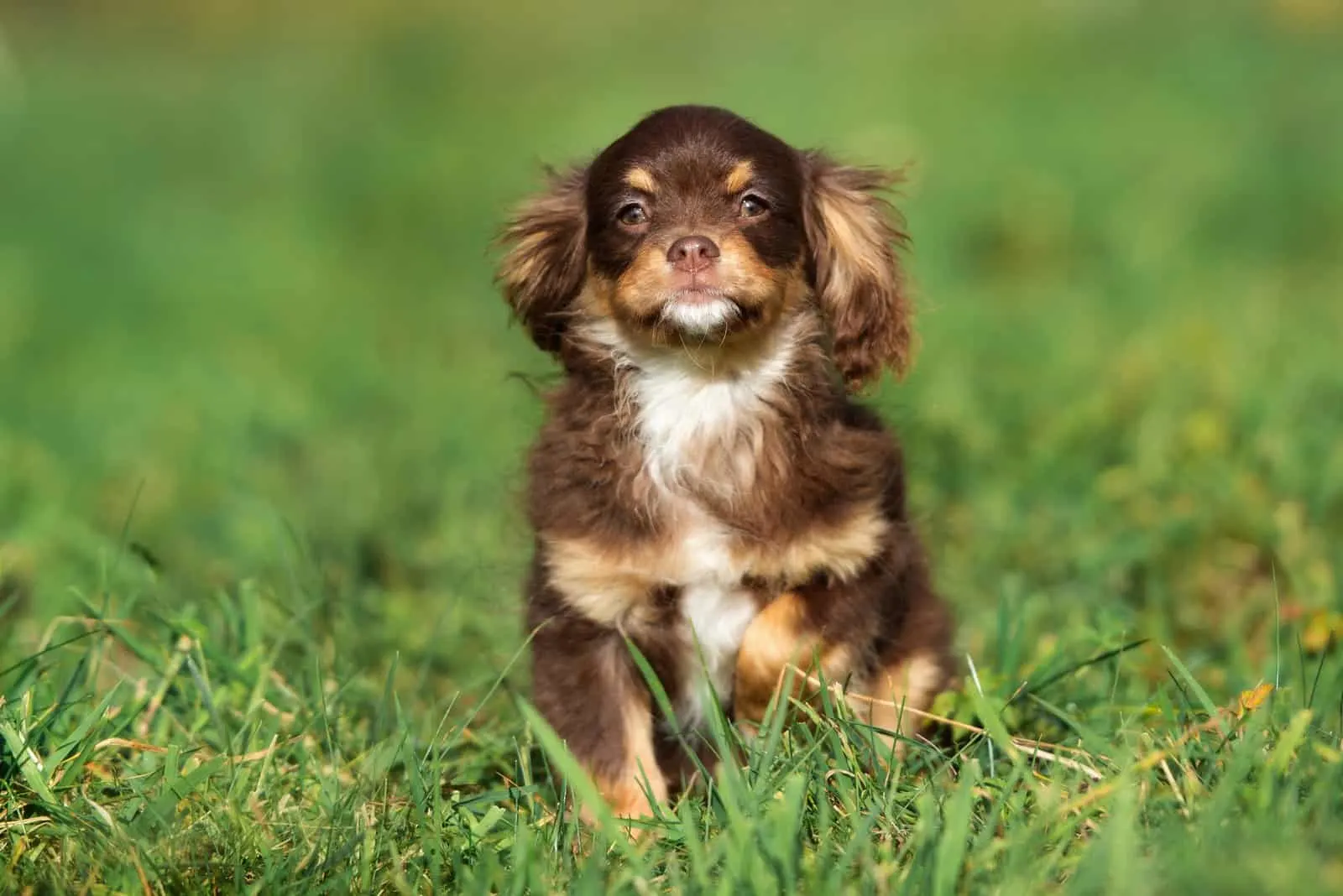 The Cavalier King Charles Spaniel sits in the grass