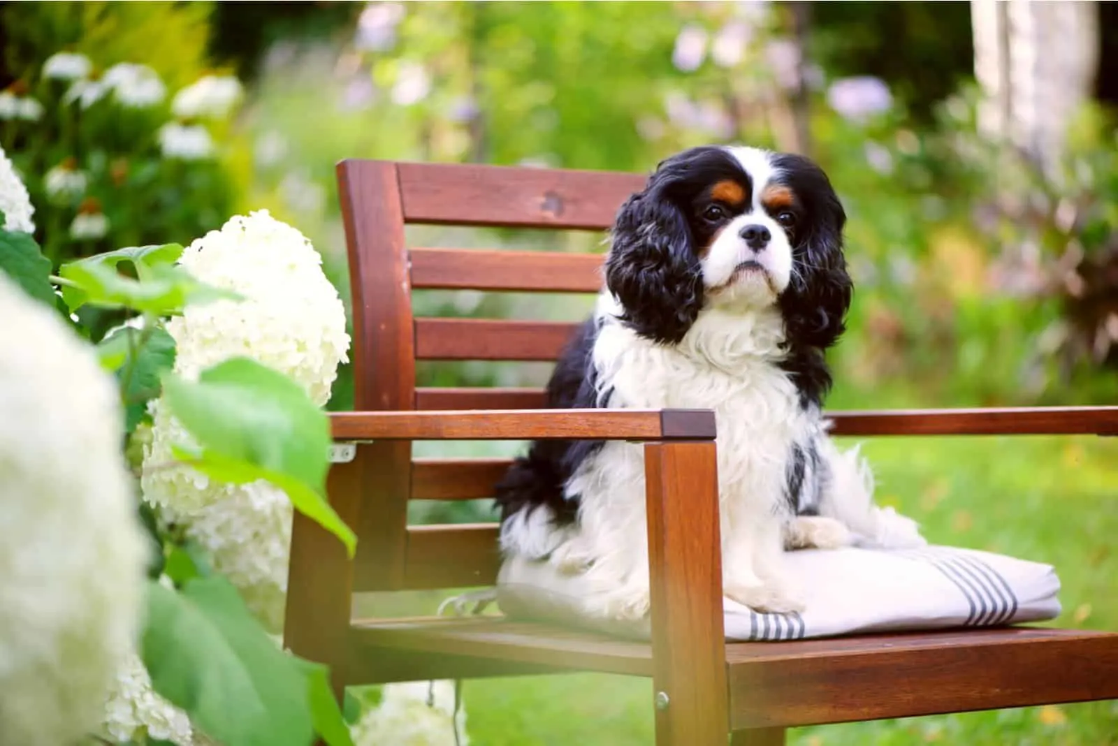 The Cavalier King Charles Spaniel sits on a bench