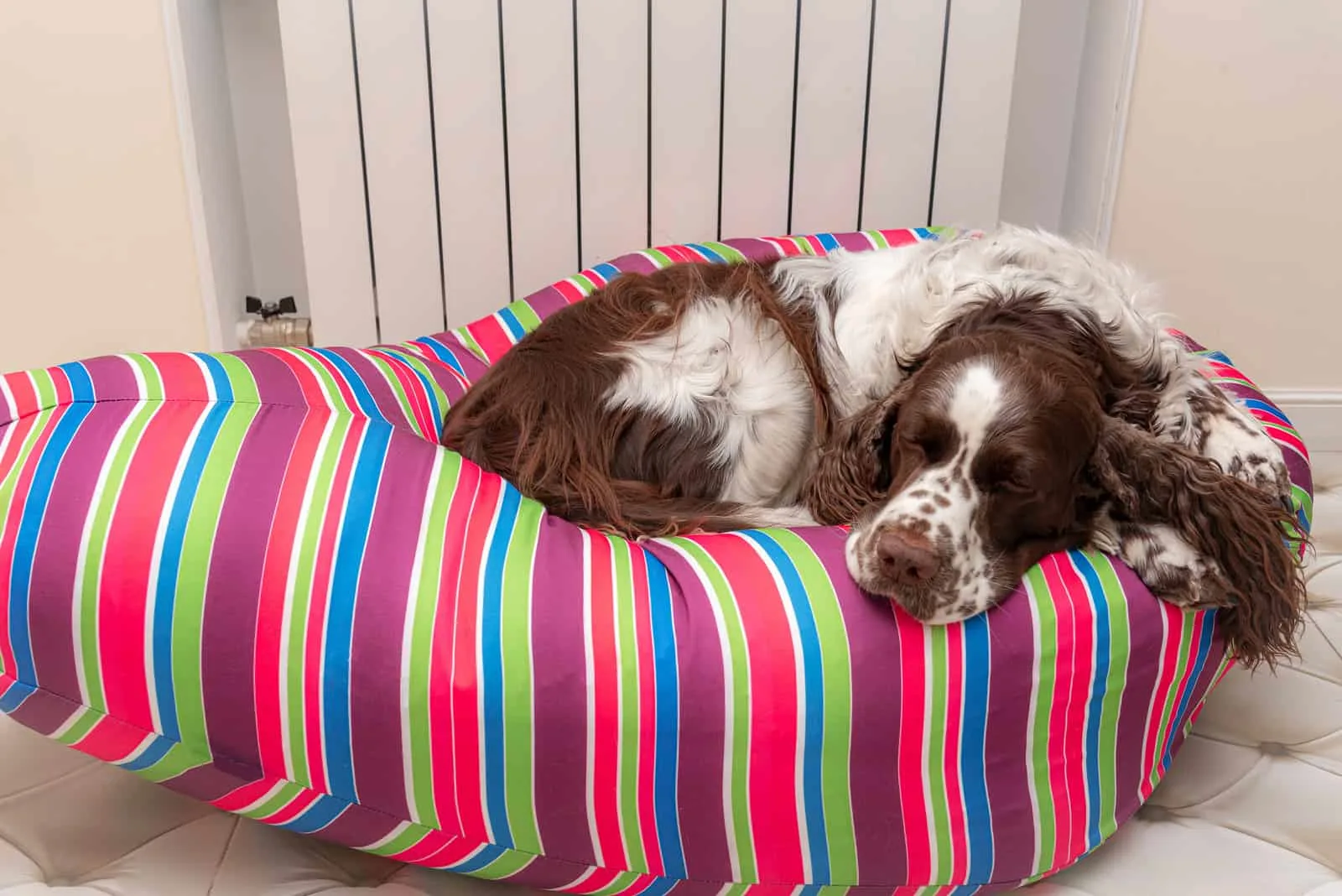 The English Springer Spaniel is lying on its bed