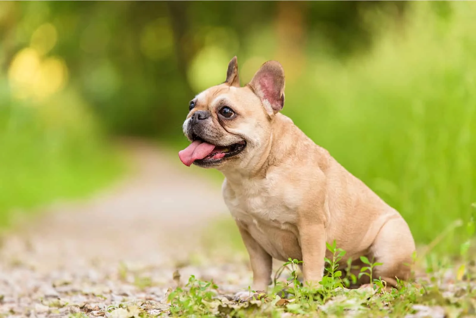 The French Bulldog sits with his tongue out
