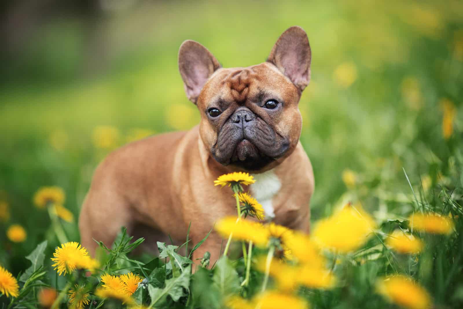 The French Bulldog stands in flowers