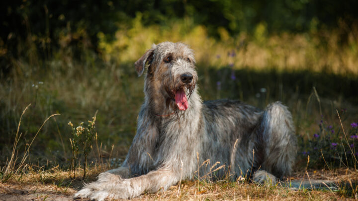 The Top 4 Irish Wolfhound Breeders In The U.S.
