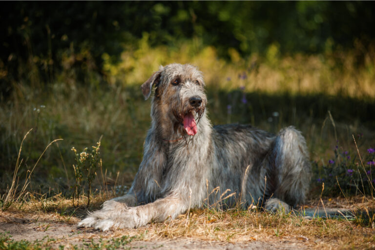 Irish Wolfhound sitting outside