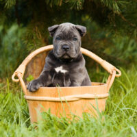 cane corso puppy in wooden can outdoor